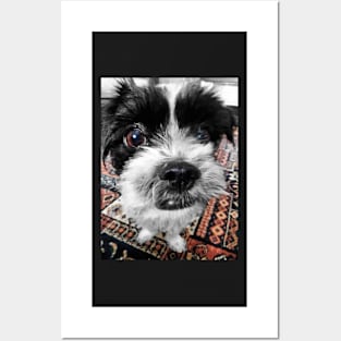 The Black and White Dog Posters and Art